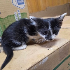里親募集!生後2ヶ月ほどの子猫を4匹保護しております。