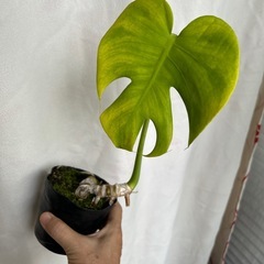 観葉植物　モンステラ小の画像