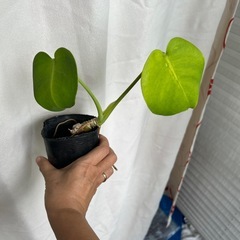 観葉植物　モンステラ小の画像