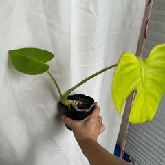 観葉植物　モンステラ小の画像