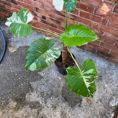 クワズイモ斑入りの画像