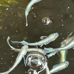 メダカマリアージュ
の画像