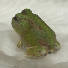 チャコガエル　2025CBの画像