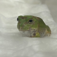 チャコガエル　2025CBの画像