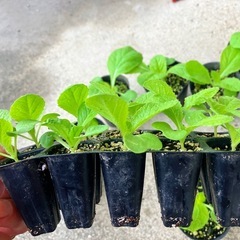 白菜の苗(品種:オレンジクイン)20本　　の画像