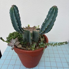 柱サボテン（鬼面角）の画像