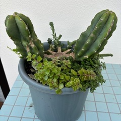 柱サボテン（鬼面角）の画像