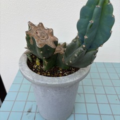 柱サボテン（鬼面角）の画像