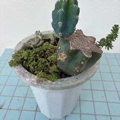 柱サボテン（鬼面角）の画像