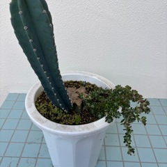 柱サボテン（鬼面角）の画像