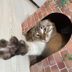 みやくん