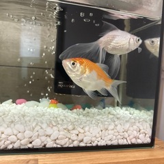 庄内金魚＋水槽付き（ほしければ欲しければ）の画像