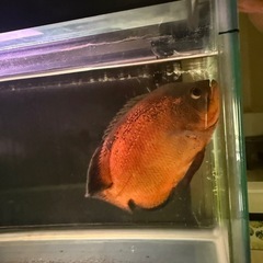 ルビーレッドオスカーです。の画像