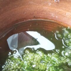 メダカの稚魚(針子)の画像