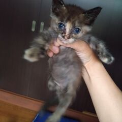 生後1ヶ月の子猫を保護しました