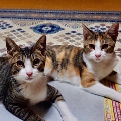 遊び大好き❗️仲良し5ヶ月兄弟❗️