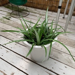 花パインの画像