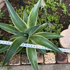 アガベの画像