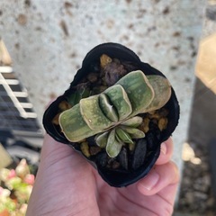 ガステリア 抜き苗の画像