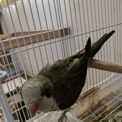 オキナインコ譲ります