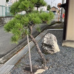 松の木　　庭木の画像