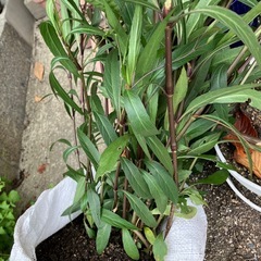 柳葉ルイラソウの画像