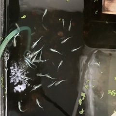 メダカ色々ミジンコもありの画像