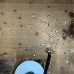 メダカ色々ミジンコもありの画像