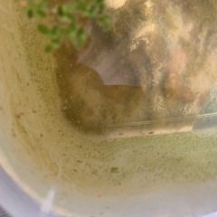 メダカ色々ミジンコもありの画像