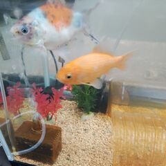 巨大化した金魚　２匹　セットの画像