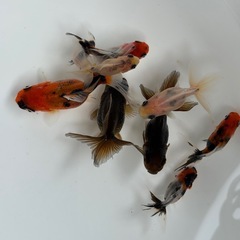 東錦ハネ桶全部の画像