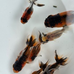 東錦ハネ桶全部の画像