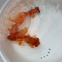 (終了)金魚 蝶尾 当歳の画像