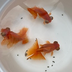 (終了)金魚 蝶尾 当歳の画像