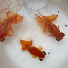 (終了)金魚 蝶尾 当歳の画像