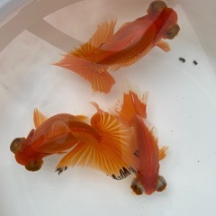 (終了)金魚 蝶尾 当歳の画像