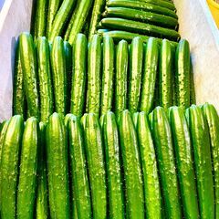 【未経験歓迎】きゅうり農園スタッフ募集🌱午前だけOK／週2〜OKの画像