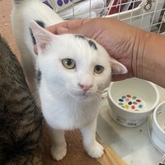 白ブッチ君