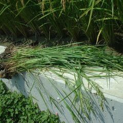 令和７年産　発想の転換たにし活用で無農薬　玄米１０ｋｇ　玄米１０ｋｇ　玄米食にお勧めですの画像