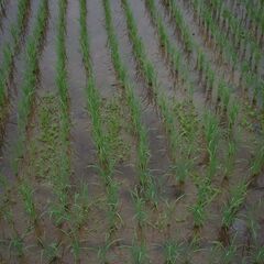 令和７年産　発想の転換たにし活用で無農薬　玄米１０ｋｇ　玄米１０ｋｇ　玄米食にお勧めですの画像