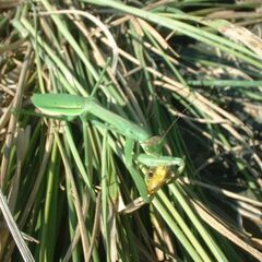 令和７年産　発想の転換たにし活用で無農薬　玄米１０ｋｇ　玄米１０ｋｇ　玄米食にお勧めですの画像