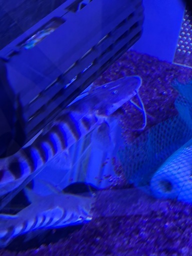 期間限定　ゼブラキャット15cm± ペルー産