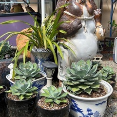 　　商談中アガベ　パリー　トランカータの画像