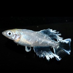 未経験歓迎 副業OK！月1回〜◎ 未経験歓迎 イベントスタッフ、ネット販売スタッフ、養魚場スタッフ募集中！新潟市 五泉市 長岡市 アルバイト パート 業務委託 改良メダカ めだかの画像