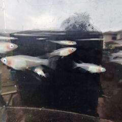 ✨紅ほっぺ✨の画像