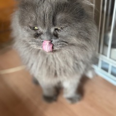 代理投稿★長毛種のグレー
