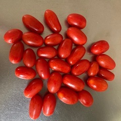ミニトマト アイコ