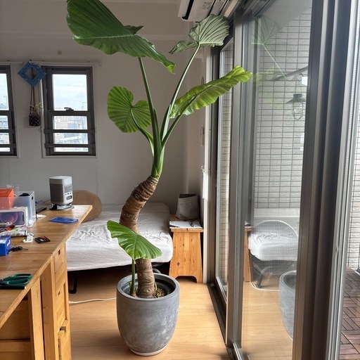 クワズイモ　大きめ　観葉植物　鉢セット