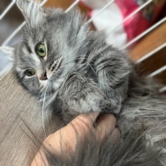 代理投稿★里親募集