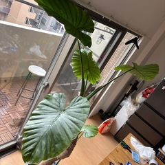 クワズイモ　大きめ　観葉植物　鉢セット　の画像